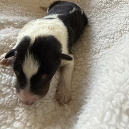 Elisheva - Black white and tan male Collie puppy in Malvern, Arkansas from Lost Acres Collies