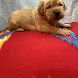 Red - Yellow female Labrador Retriever puppy in Iowa City, Iowa from Country Road Acres