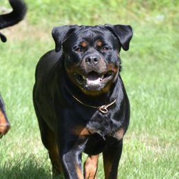 Storm - Rottweiler