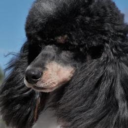 Poodle puppies from Antigua Standard Poodles