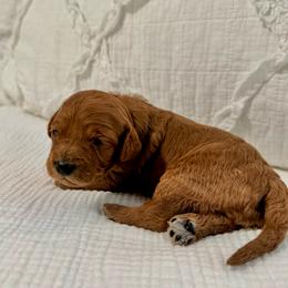 Cookie - Red female Cavapoo puppy in La Vernia, Texas from Texas Teddy Bears