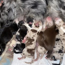 Miniature Australian Shepherd Puppies from Triple Branch Aussies