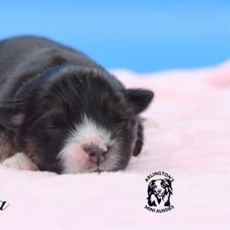 Kayla - Black tri female Miniature Australian Shepherd puppy in Weeki Wachee, Florida from Arlington's Mini Aussies