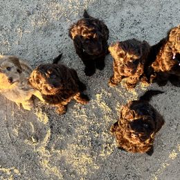 Australian Labradoodle Puppies from Sun Canyon Australian Labradoodles