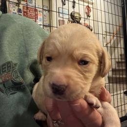 Orange collar - Yellow female Labrador Retriever puppy in Kimbolton, Ohio from Blue Clay Kennels, LLC.
