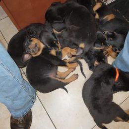 Rottweiler Puppies from Von Haus of Pearl