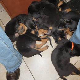 Rottweiler Puppies from Von Haus of Pearl