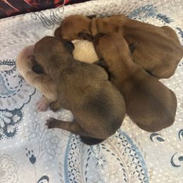 Dachshund puppies from Mimi’s Doxies