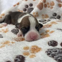Boy 2 - Red male Pembroke Welsh Corgi puppy in Barstow, California from Caldwell’s Corgis of Southern California