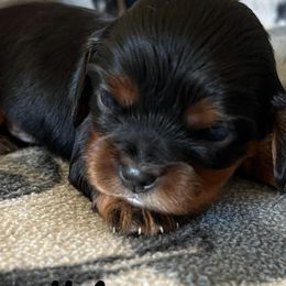 Cavalier King Charles Spaniels from Samantha McGregor