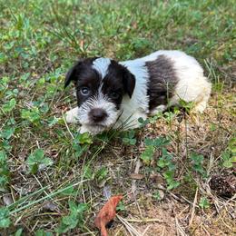 Janet - Parti female Miniature Schnauzer puppy in Clover, South Carolina from Bobo’s Babies Kennels