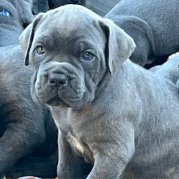 Rip - Gray brindle male Cane Corso puppy in Utah from 3Lake Kennelz