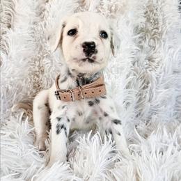 Peach - White and black female Dalmatian puppy in Gray, Georgia from Fuller Spots