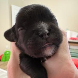 Girl 1 - Black and white female Cavalier King Charles Spaniel puppy in Melbourne, Florida from Majestic Cavaliers of Melbourne FL