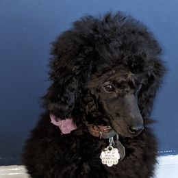 Sophie - Poodle