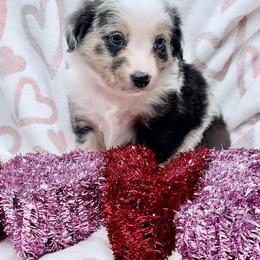 Pink collar - Blue merle female Miniature Australian Shepherd puppy in 32046, Florida from River Hill Ranch