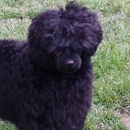 Robi - Portuguese Water Dog