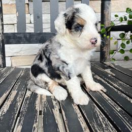 Scout - Blue merle male Bernedoodle puppy in Holtwood, Pennsylvania from Country Ridge Puppies