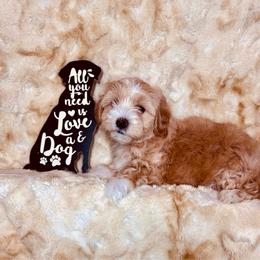 Georgie - Apricot male Maltipoo puppy in West Jordan, Utah from Mid Sized Maltipoos and More LLC