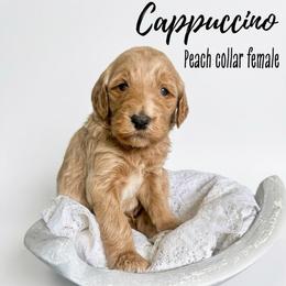 Cappuccino - Apricot female Goldendoodle puppy in Taylorsville, North Carolina from Doggone Dixie Doodles