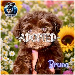 August - ADOPTED - Liver male Miniature Schnauzer puppy in Spruce Pine, North Carolina from Schnauzers of Blue Ridge