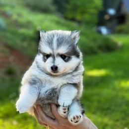 Lightning - Gray and white male Pomsky puppy in Grass Valley, California from Karalot Pomskies