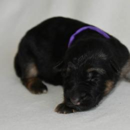 Female 2 - Black and tan female German Shepherd puppy in Hamilton, New Jersey from Birch Haus