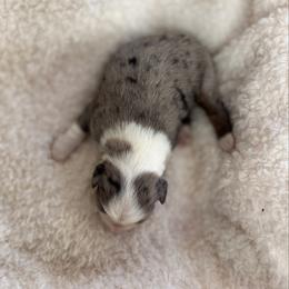 Blue Merle Male 1 - Blue merle male Miniature Australian Shepherd puppy in Stuart, Virginia from Apple Tree Mini Aussies