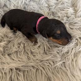 Pink - Black and tan female Airedale Terrier puppy in Huntersville, North Carolina from Cool Hand Luke Kennels
