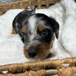Enzo - Dapple male Dachshund puppy in Mansfield, Missouri from Owens Farm