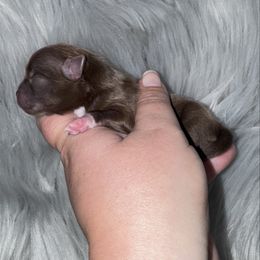 Noel - Chocolate female Pomeranian puppy in Sandia, Texas from Broken Arrow Poms