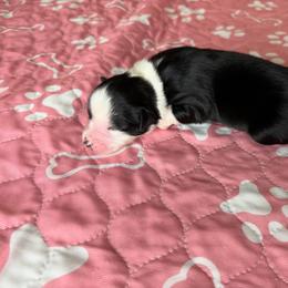 Australian Shepherd Puppies from Good Karma Aussies