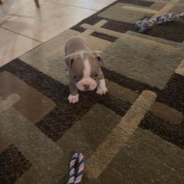 Rose (green collar) - Lilac female Boston Terrier puppy in Red Rock, Arizona from Knucklez Kids