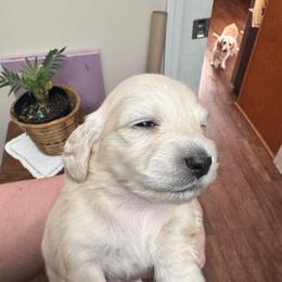 Jade - Cream female Dachshund puppy in Grand Blanc, Michigan from KaMilira Shore Dachshunds