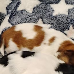 Boy 2 - male Shih Tzu puppy in Ruffs Dale, Pennsylvania from RAM Shih Tzus Rolling Hills of PA