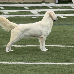 Golden Retriever puppies from All 4 Paws of Pheasant Run