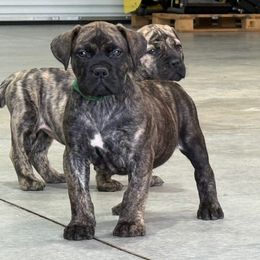 Dark Green Collar - Brindle male Boerboel puppy in Manitowoc, Wisconsin from Mae Boerboel