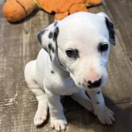 Chedder - White and black male Dalmatian puppy in Hastings, Florida from Love My Spotty Dalmatians