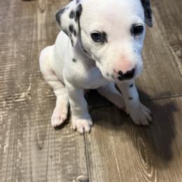 Chedder - White and black male Dalmatian puppy in Hastings, Florida from Love My Spotty Dalmatians