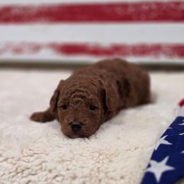Eli (AKC) - Red  male Poodle puppy in Rainbow City, Alabama from Spinks Poodles