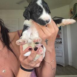 Gunner - Parti male Assorted Doodle Crosses puppy in Port Saint Lucie, Florida from Sommerdoodle