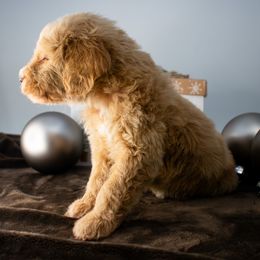 Birdie Pink Girl - Apricot female Goldendoodle puppy in Lafayette, Alabama from Sweethaven Kennels