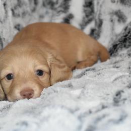 Buttercup - Red female Dachshund puppy in Texas from Sparkles & Spurs Mini Dachshunds