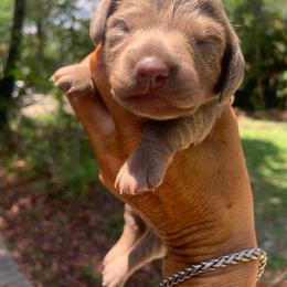 Janet - Fawn (isabella) and tan female Dachshund puppy in Westlake, Florida from Lazy Acres Farm