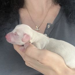 Lucky Star Baby Boy - Cream male Dachshund puppy in Prescott, Arizona from Dachshund Family Love Breeders