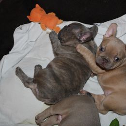 French Bulldog Puppies from Casa de Frenchie