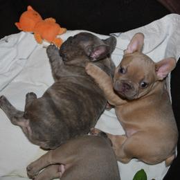 French Bulldog Puppies from Casa de Frenchie