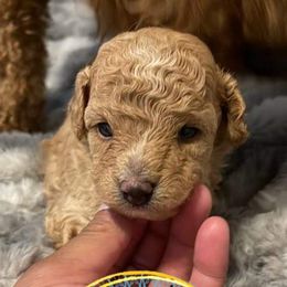 Green Boy - Poodle puppy in Shelbyville, Tennessee from Rains Poodles Of Middle TN