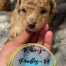 Green Boy - Poodle puppy in Shelbyville, Tennessee from Rains Poodles Of Middle TN