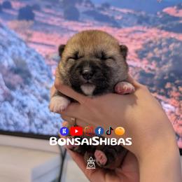 NARI - Red female Shiba Inu puppy in Minnesota from BonsaiShibas